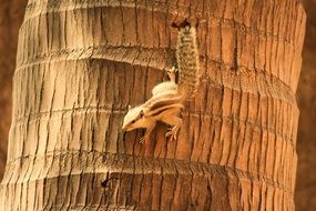 squirrel on a palm tree