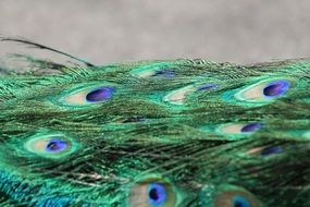 bright green feathers of a peacock