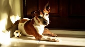 portrait of domestic jack russell terrier Dog Relaxed