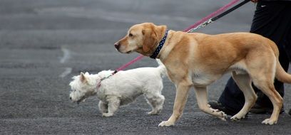 very beautiful and cute Domestic dog