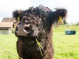 Big brown cow on a farm