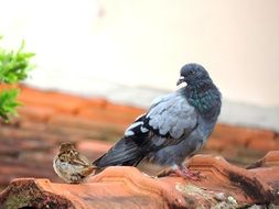 Dove and sparrow on tile roof