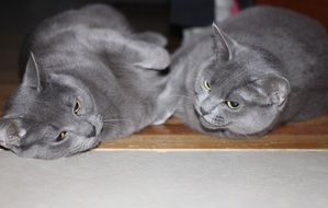 grey domestic cats