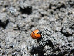 ladybug on dark soil