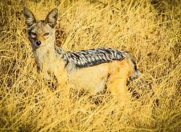 jackal in grass in tanzania