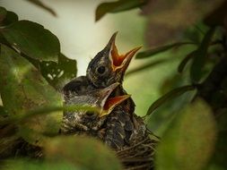 American Robin birds in a nest
