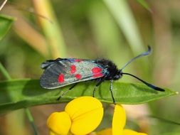 butterfly with red spots on a green plant