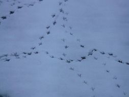traces of birds in the wet snow