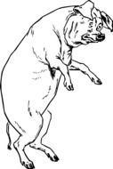 black and white drawing of a standing pig