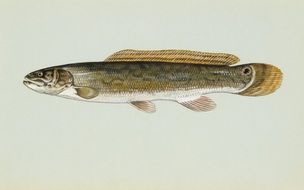 painted natural shiny fish