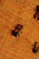 ants on an orange tablecloth