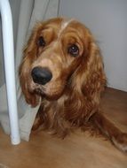 Cocker Spaniel lying on the floor