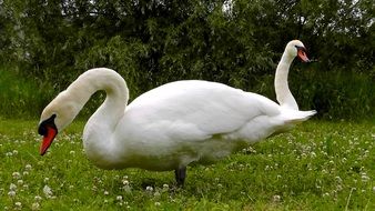 white swans on green grass