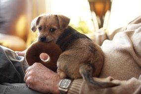 adorable puppy with its owner