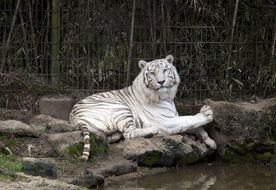 white lion lies on the shore of the pond at the zoo