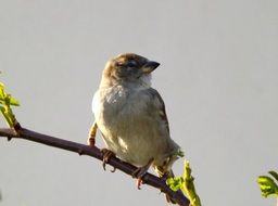 sparrow on a thin branch of a tree