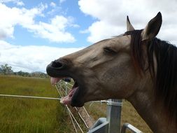 neighing horse near the fence