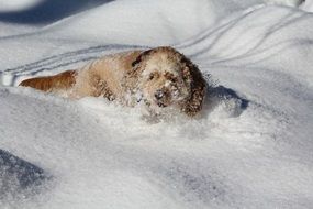 dog playing in the snow