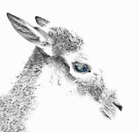 black and white portrait of roe deer with beautiful blue eyes as an illustration