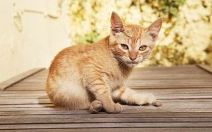 wonderful Sweet red Kitten