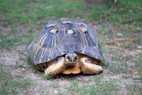 Turtle Zoo