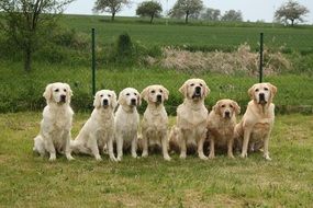 pack of golden retrievers