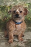 brown terrier sits on the ground