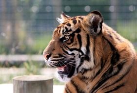 Beautiful Wild Tiger