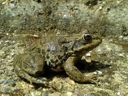 enticing Frog