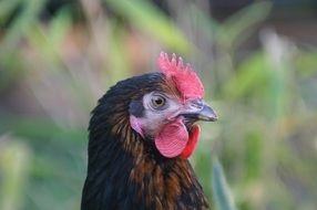 portrait of domestic black chicken head on a blurred background