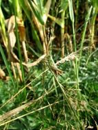 Grasshopper Insect in Summer Field closeup