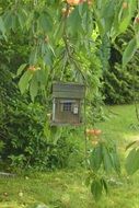 handmade wooden Bird Feeder on cherry branch at garden