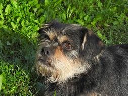 very beautiful and cute Hybrid Pet