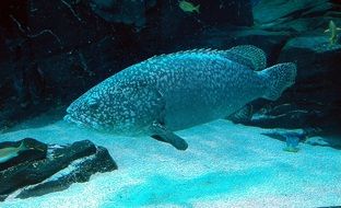 delicious Tropical Fish