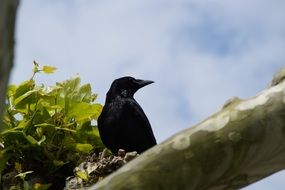 black crow on a branch against the blue sky