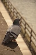 pigeon on the promenade in metz