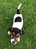 young small dog on the green meadow