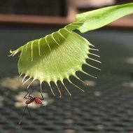 green plant like a fly trap