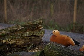 stunningly beautiful Duck Bird