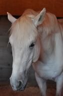 white horse in the stable close-up