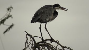Blue Crane perched dry branch in Wild