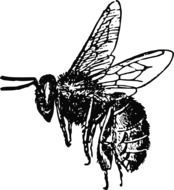 Flying honey Bee, Drawing