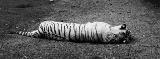 sleeping tiger in black and white image