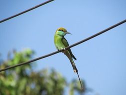 Blue-cheeked bee-eater, green bird on a wire, india, dharwad