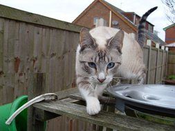 grey tabby cat is walking along the fence