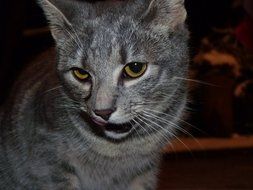 cute gray Cat licking mouth close-up