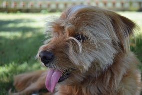 little dog resting on the green grass