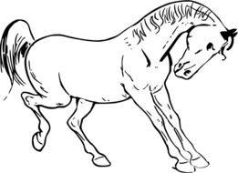 enticing Horse Animal drawing