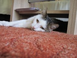 beautiful and cute Cat Mieze Lying