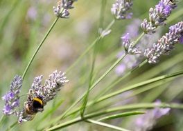 bumblebee on blooming Lavender